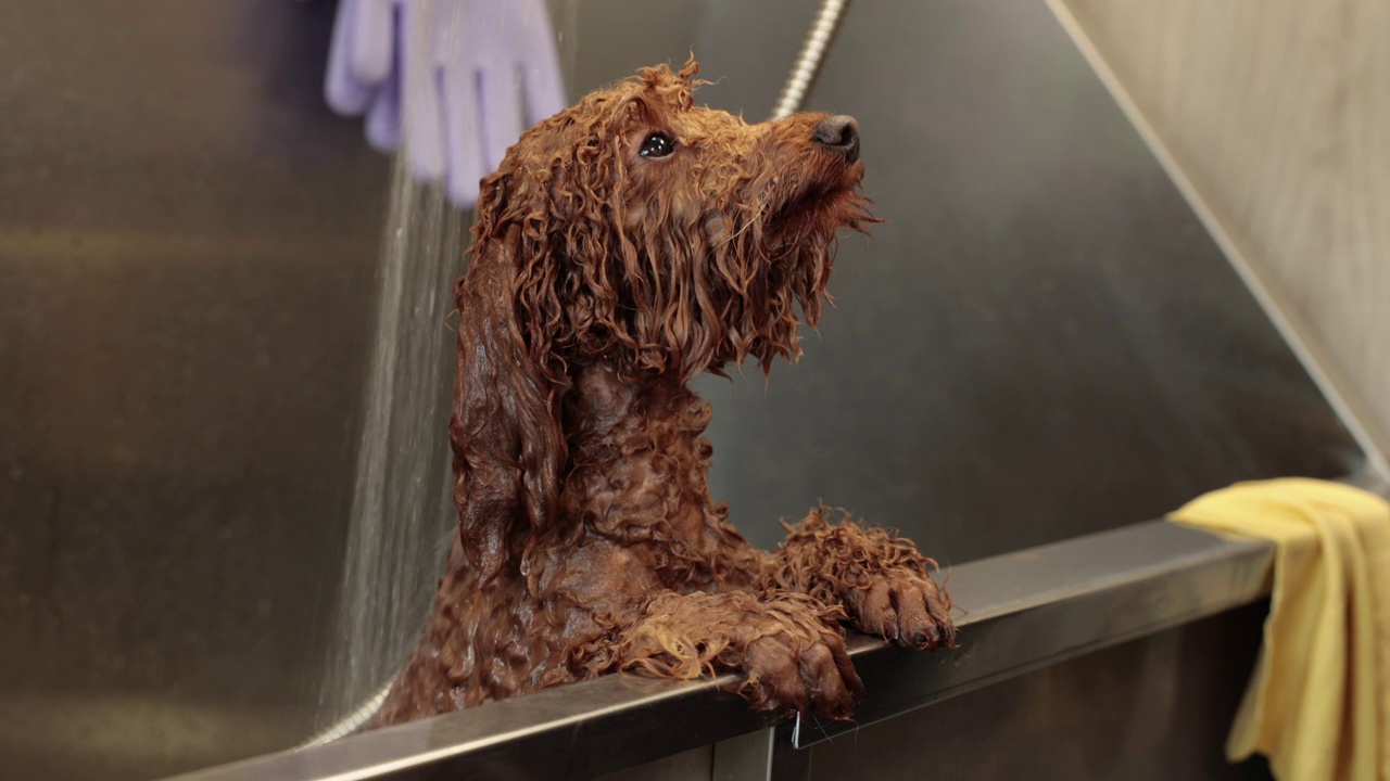在美容沙龙或兽医中心的浴室里给红色贵宾犬洗澡，美容师正在给狗洗澡视频下载