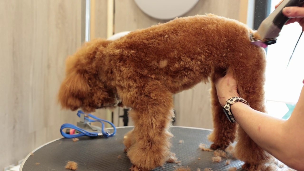 专业女美容师用修剪器给棕色贵宾犬剃毛。动物毛发修剪和宠物护理沙龙。视频下载