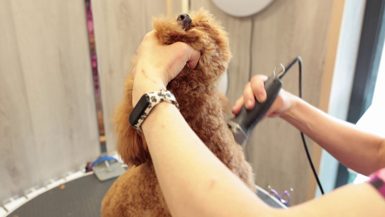 专业女美容师用修剪器给棕色贵宾犬剃毛。动物毛发修剪和宠物护理沙龙。视频下载