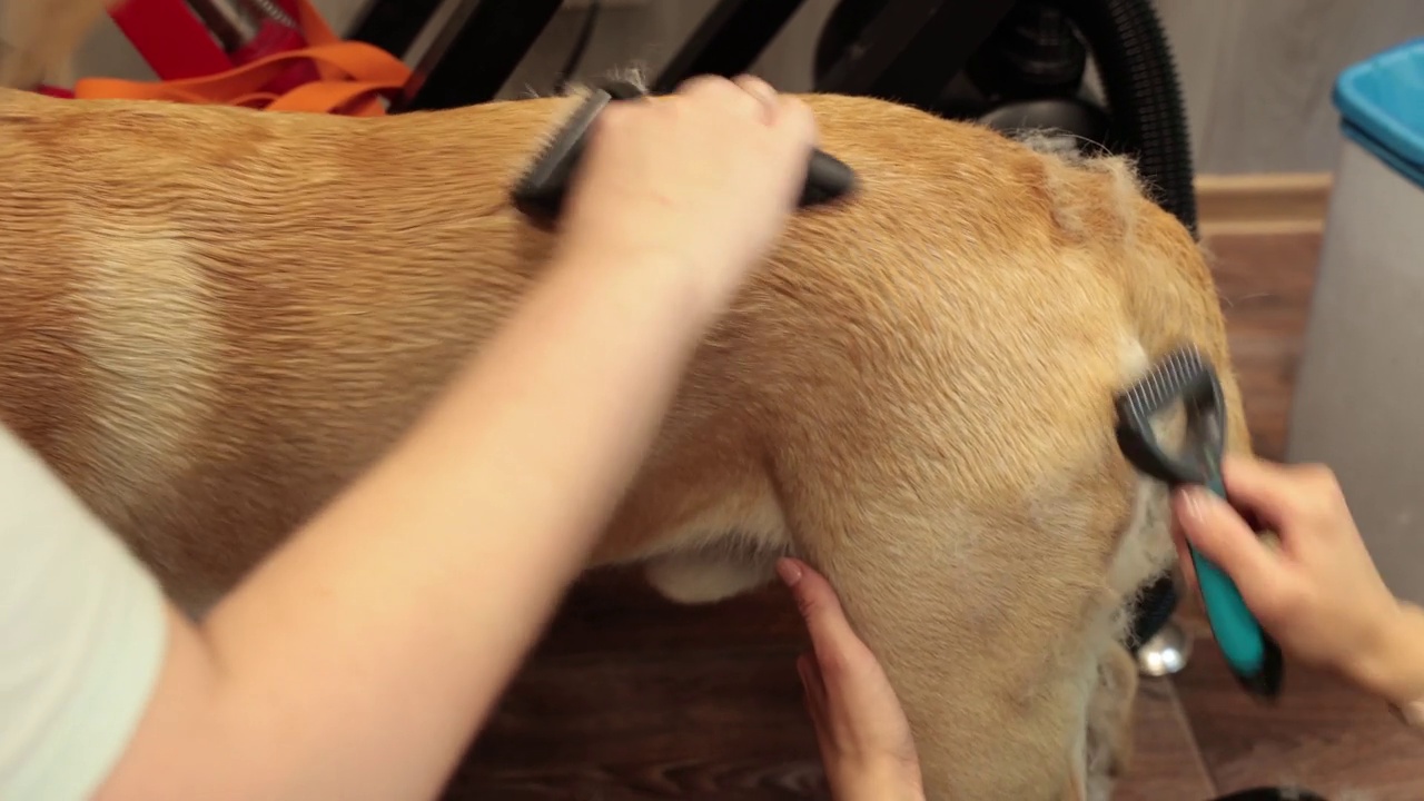 有爱心的主人梳理拉布拉多犬的皮毛，用毛刷清洁美容设备视频下载