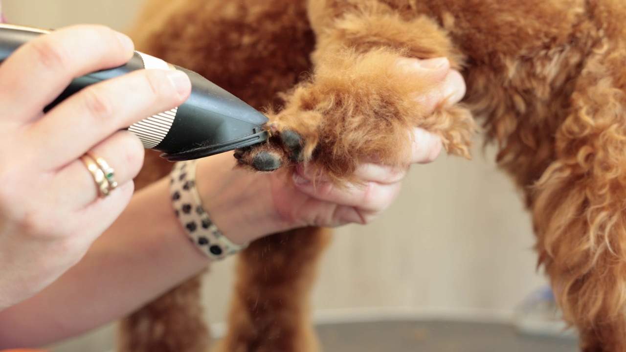 女性美容师用剪刀剪纯种卷毛狗的爪子的特写，供美容沙龙餐桌上的动物使用。宠物美发师正在做发型。视频下载