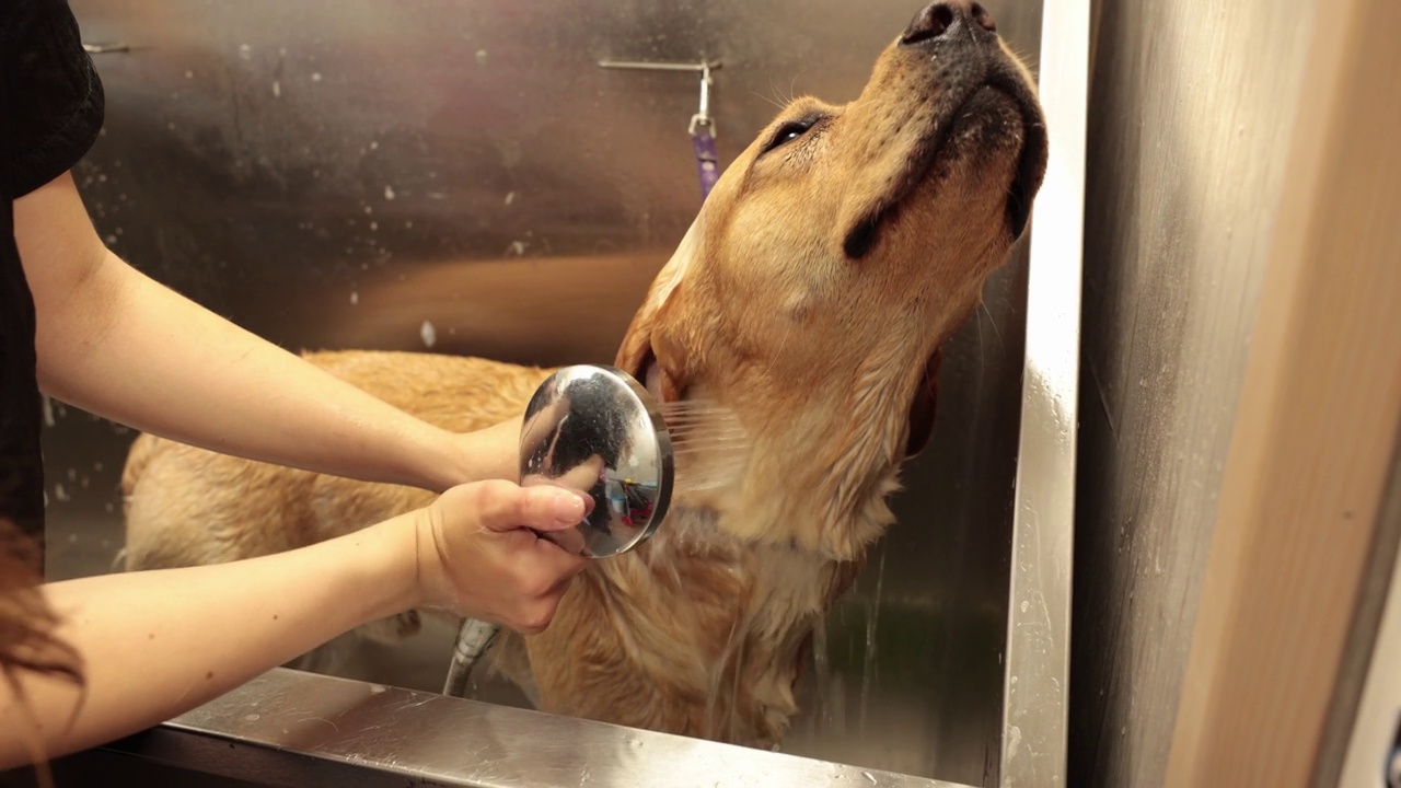 美容师在浴室里给一只拉布拉多犬洗澡视频下载