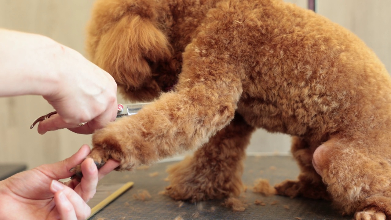 女性美容师用剪刀剪纯种卷毛狗的爪子的特写，供美容沙龙餐桌上的动物使用。宠物美发师正在做发型。视频下载