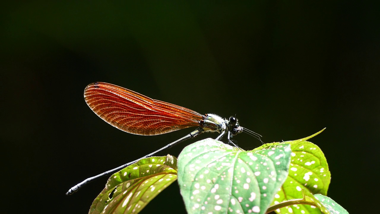 泰国和东南亚的蜻蜓或豆娘。视频下载