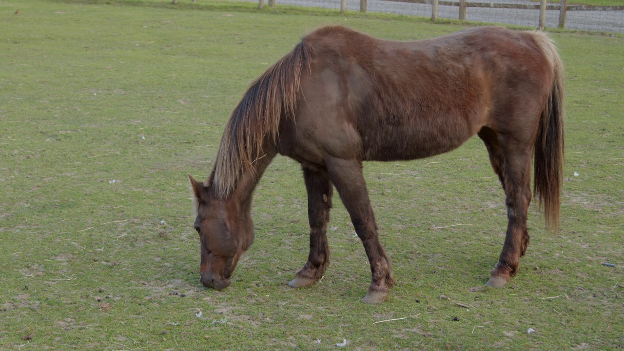 马在牧场的围栏里吃草视频素材