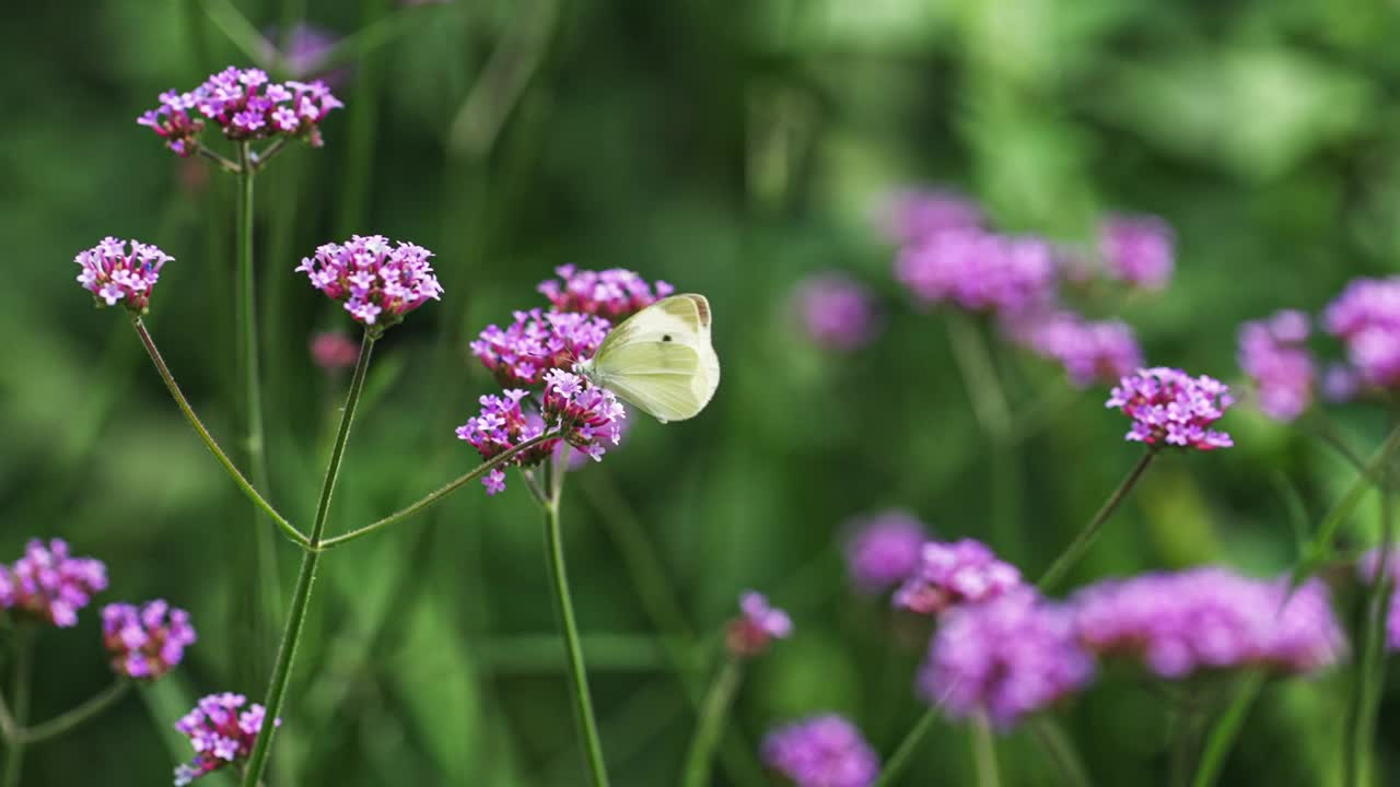 白色的小蝴蝶以慢动作起飞。视频下载