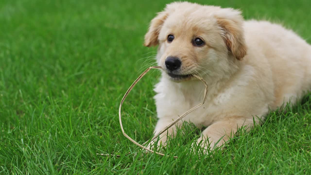 可爱的小金毛猎犬在草地上玩耍。视频下载