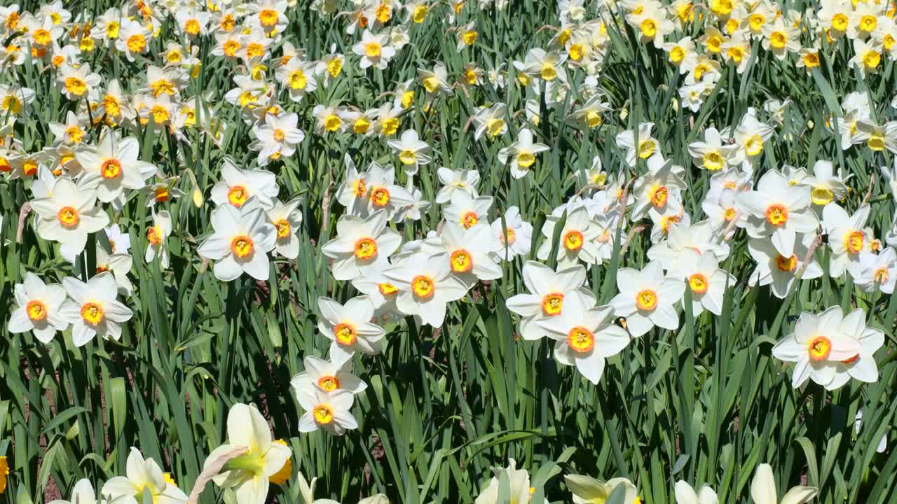 春天，花园绿草背景上盛开着新鲜的白黄水仙花视频素材