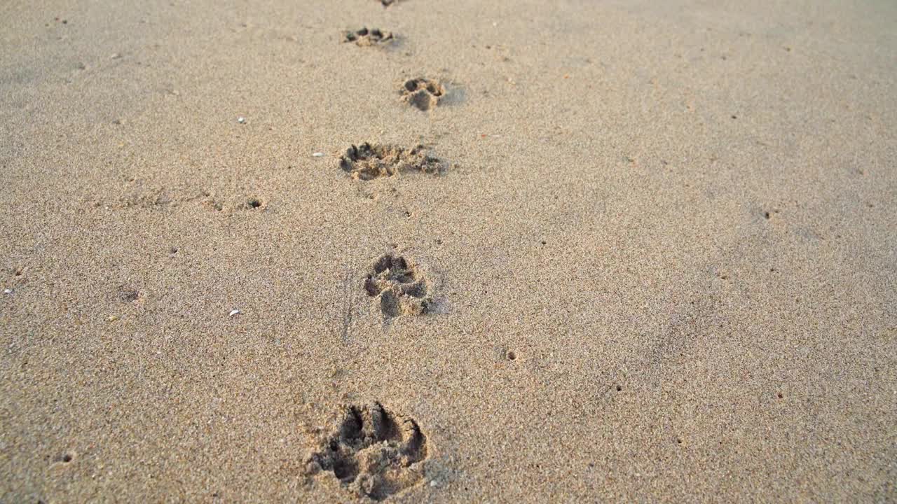 镜头随着狗在沙滩上留下的脚印移动。视频下载