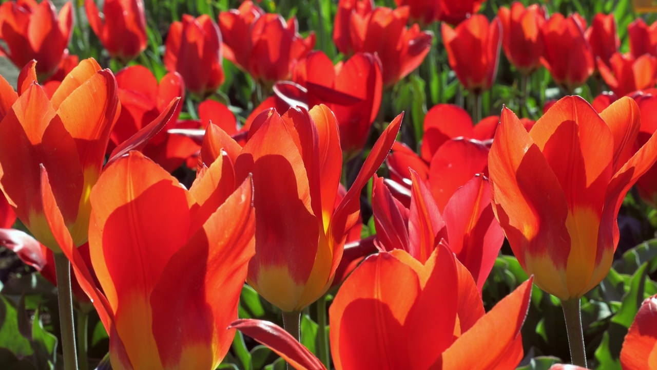 春天，田野上盛开着鲜红的郁金香视频素材