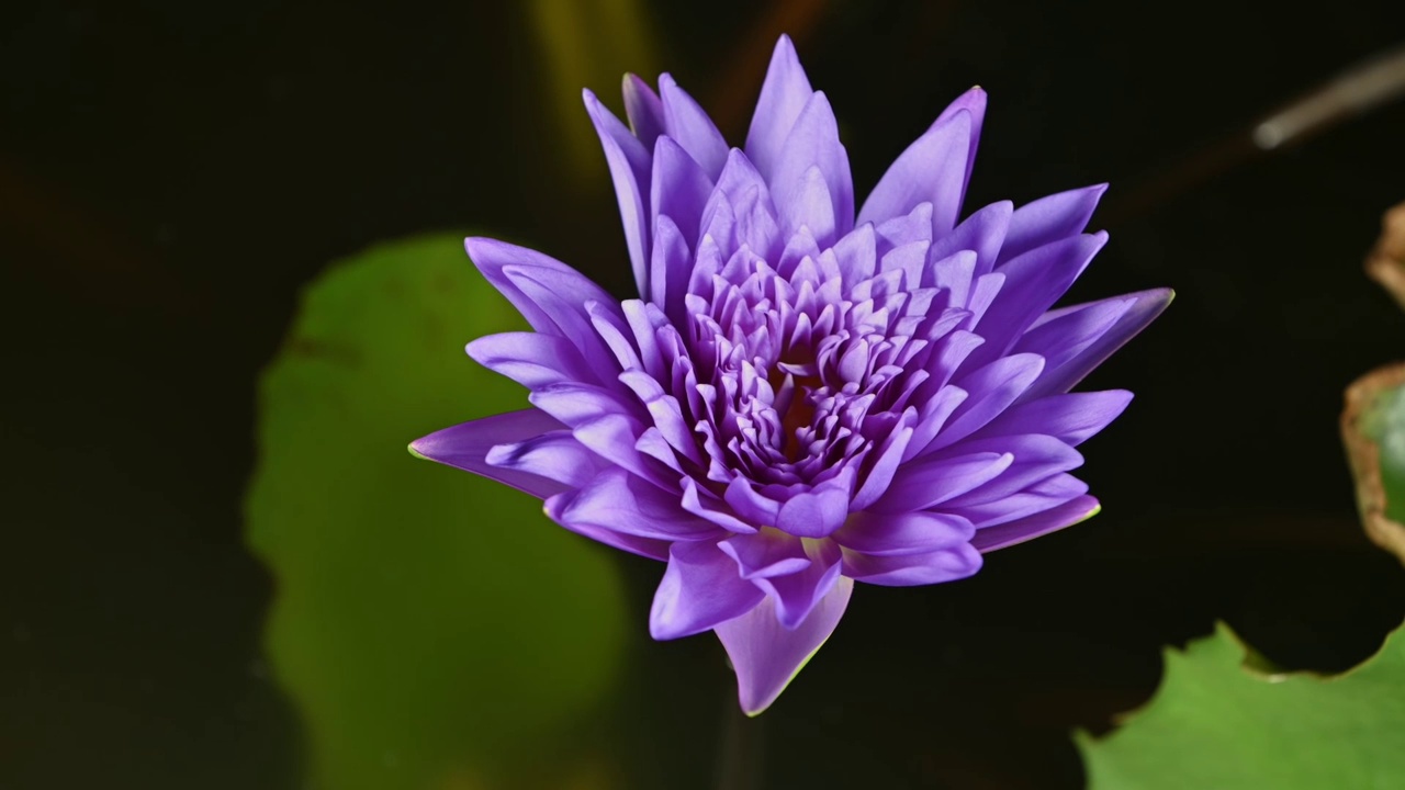 紫色的睡莲，绿叶盛开在池塘里视频下载