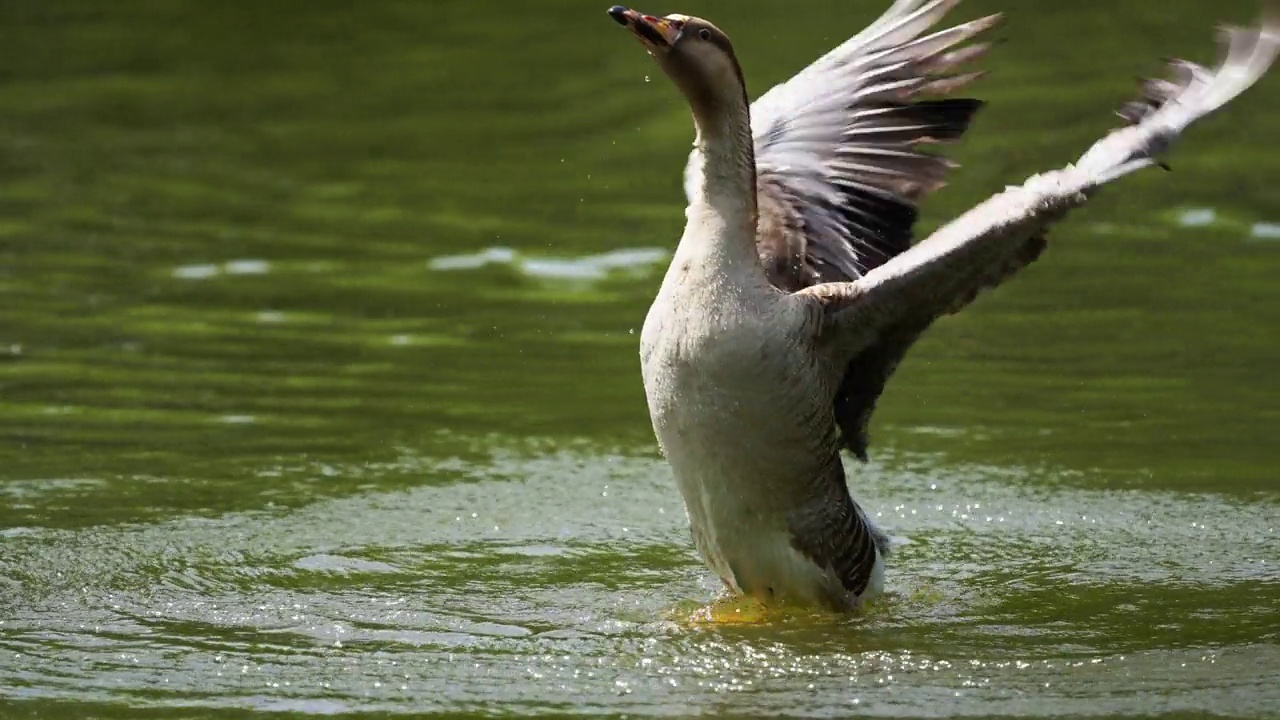 一只大雁在湖中展开翅膀。视频下载