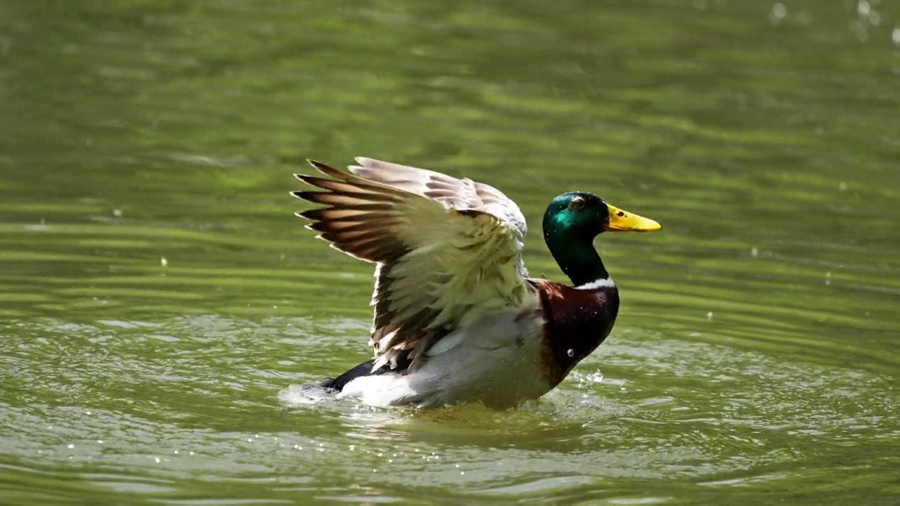 绿头鸭在水里展开翅膀。视频下载