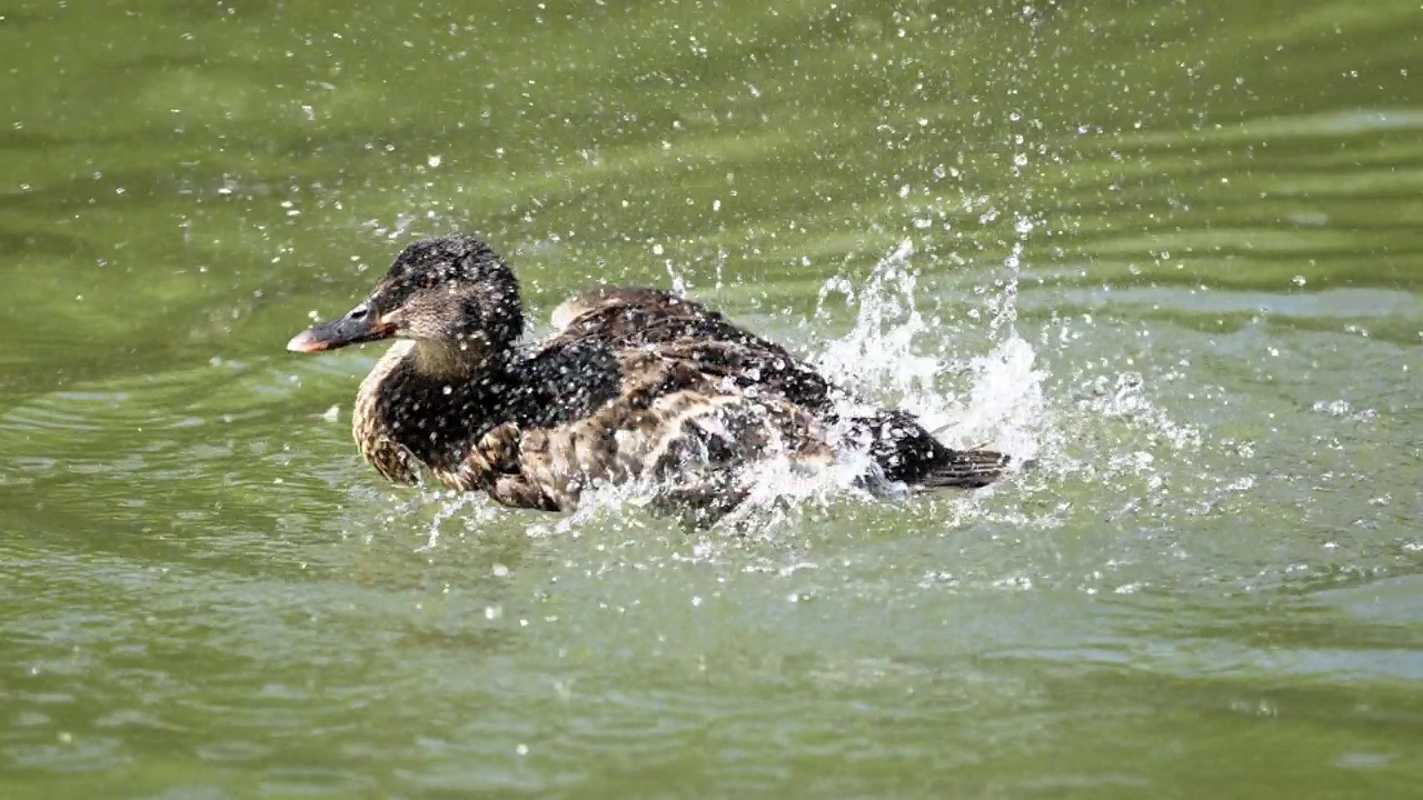 慢镜头:一只野鸭在水里玩耍。视频下载