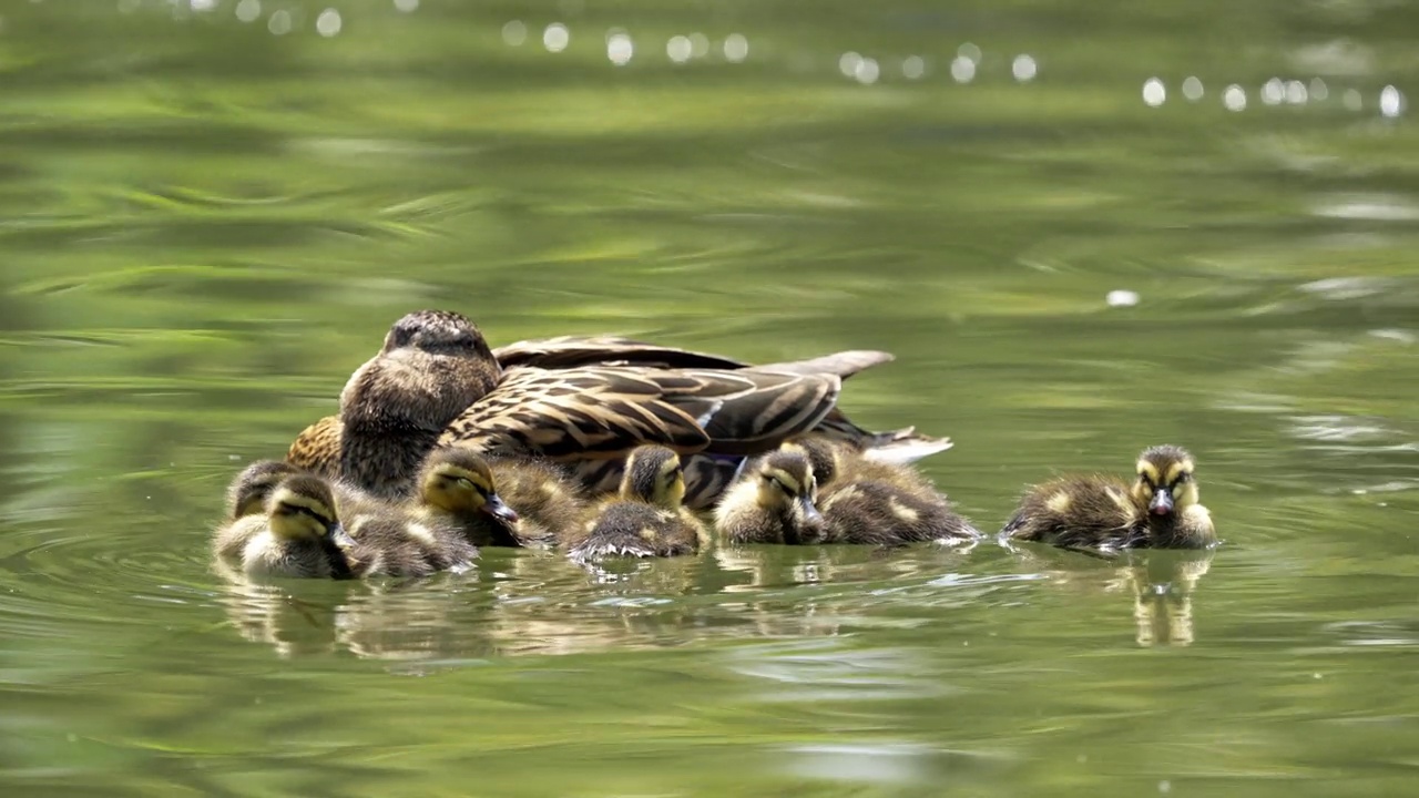 一群小鸭子在鸭妈妈身边打盹。视频下载
