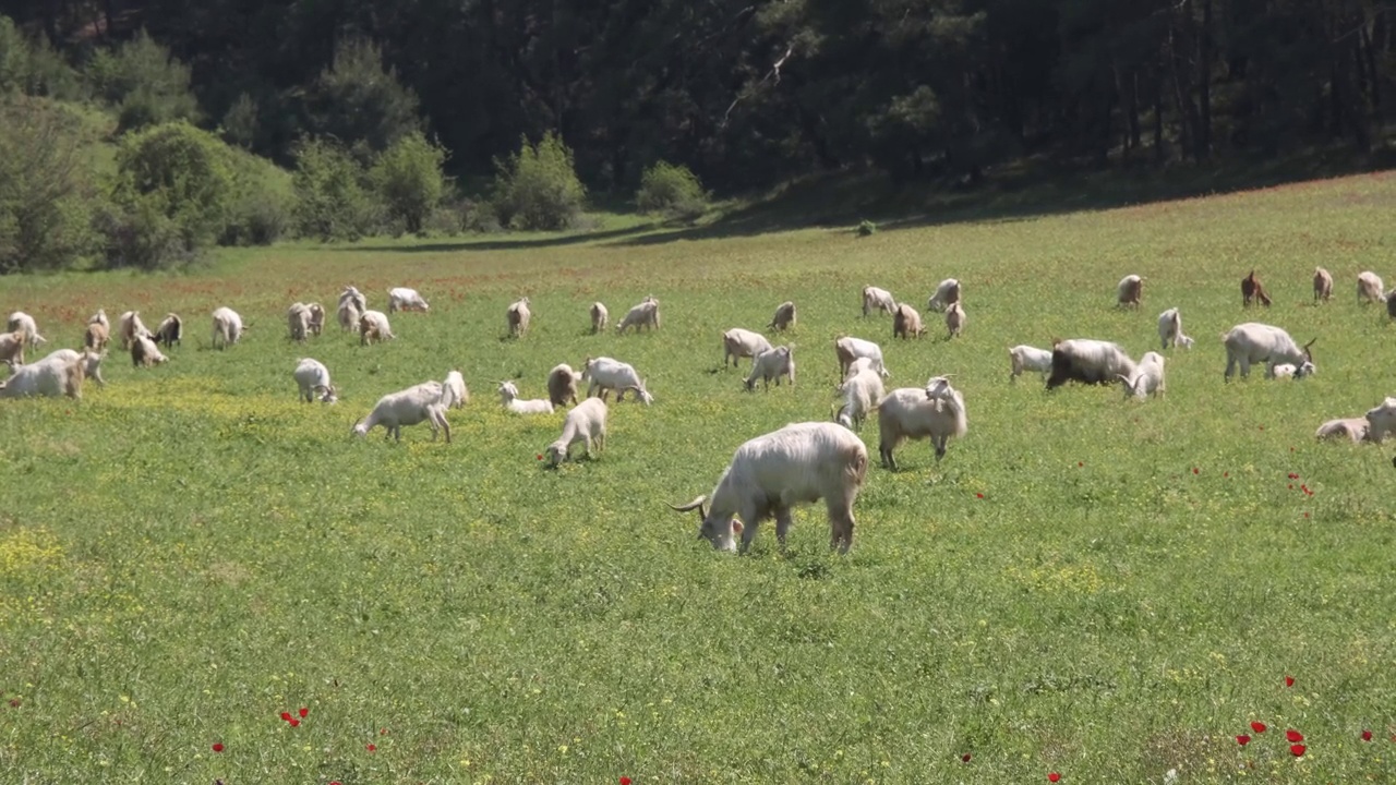一群羊在草地上吃草视频素材