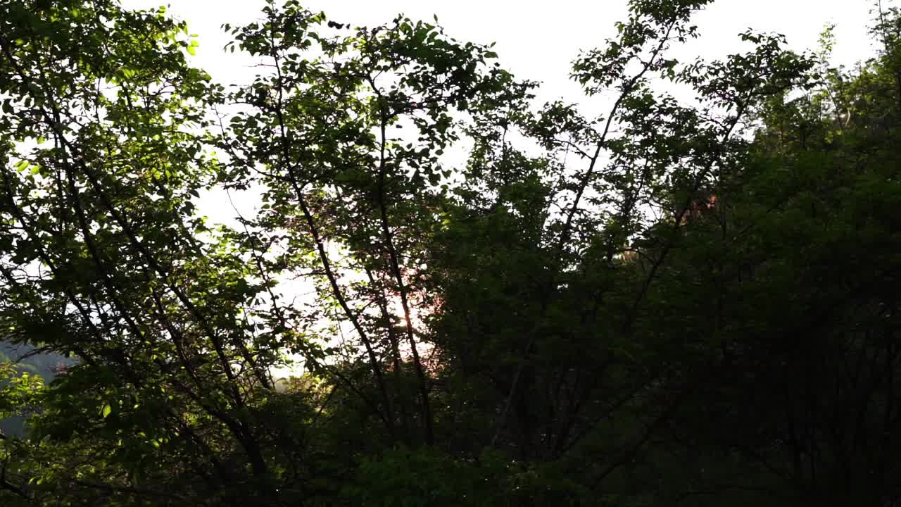 树枝和阳光的过滤视频素材