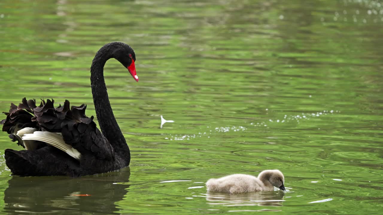 一只黑天鹅妈妈陪着她的小天鹅宝宝。视频下载