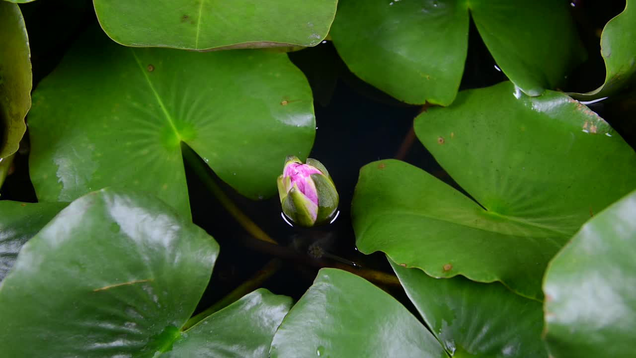 粉红色的睡莲，绿叶盛开在池塘里视频下载