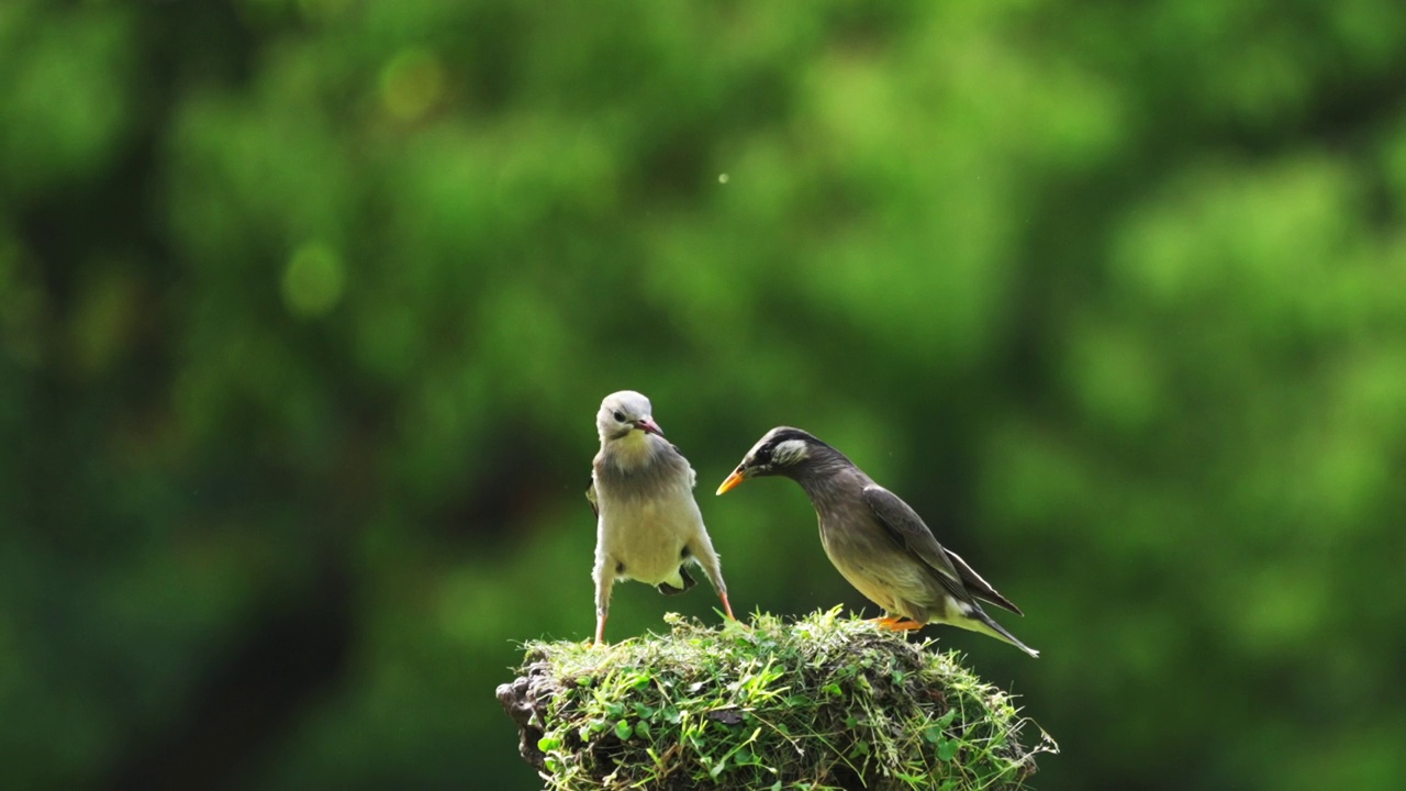 丝光椋鸟为食物而战。视频素材