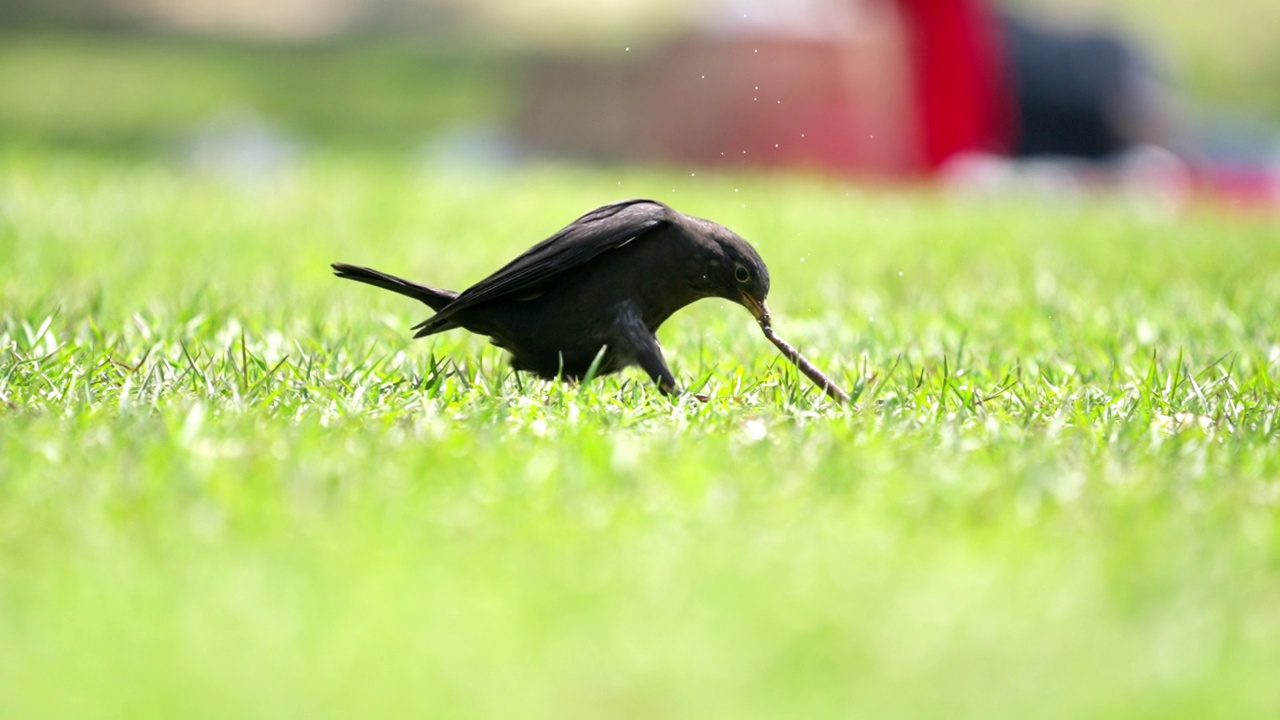 一只乌鸦在草地上觅食，夏日美景。视频下载