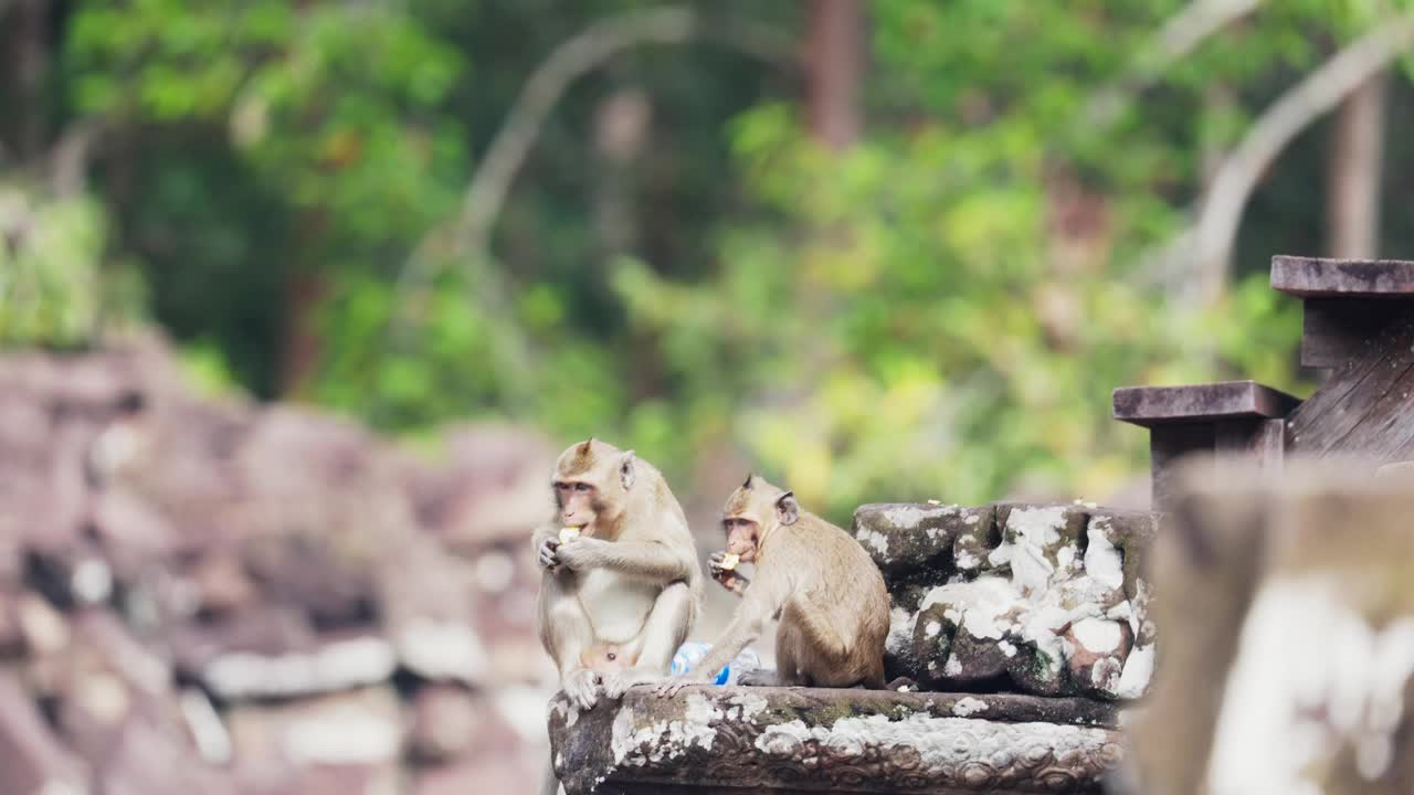 柬埔寨吴哥窟巴戎寺的猴子视频下载
