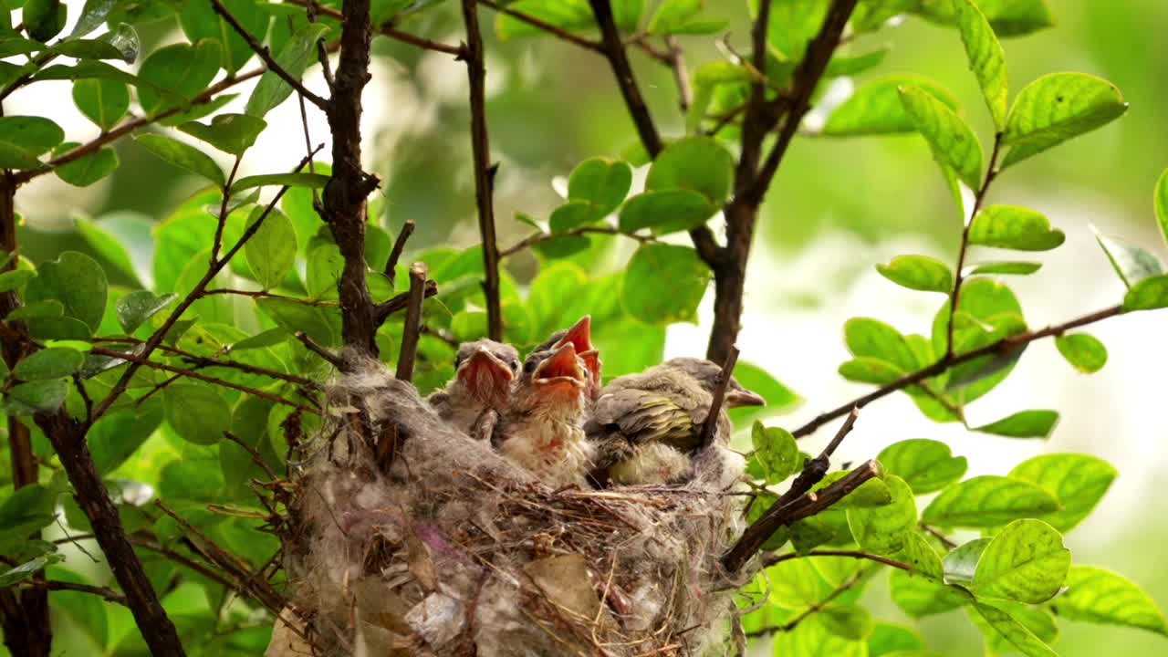 白头鸟在巢里喂雏鸟。视频下载