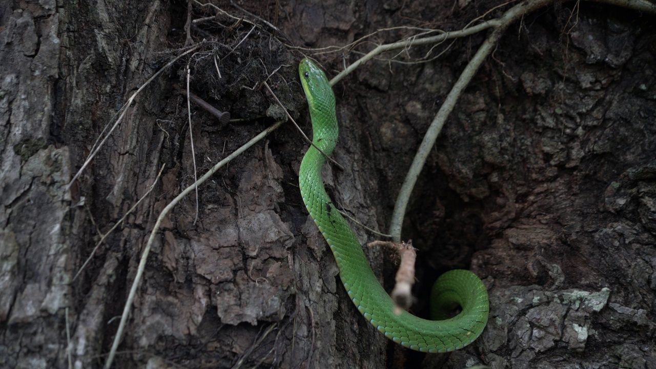 泰国和东南亚罕见的绿山蛇或Gonyosoma prasine。视频下载