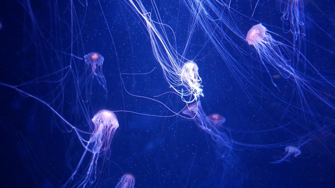 霓虹灯下鱼缸里的水母、美杜莎特写。水母是自由游动的海洋腔肠动物，具有果冻状的钟状或碟状身体，通常是透明的。视频下载
