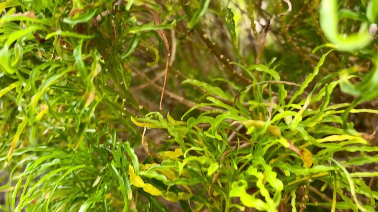 凤尾鱼(Codiaeum variegatum Bi视频素材