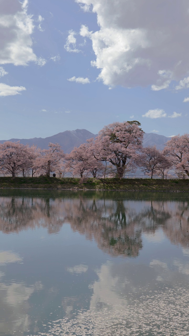 一排樱花树倒映在盛开的池塘里(垂直/实时)视频下载