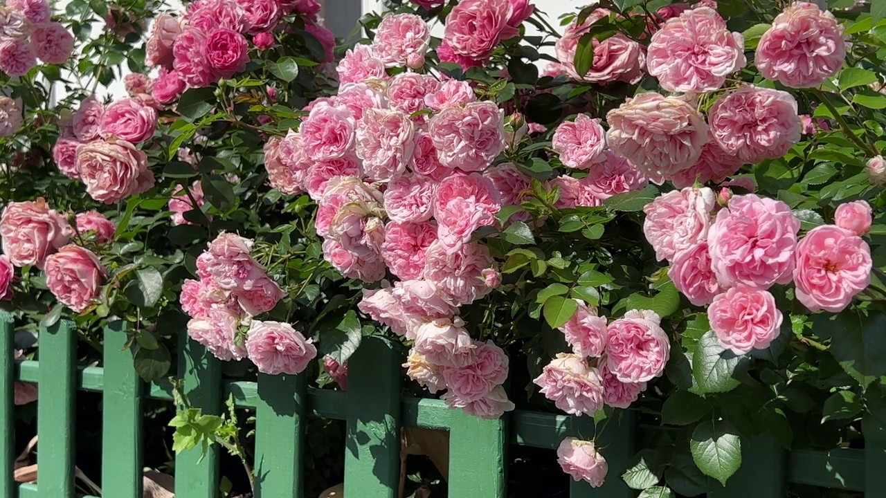 玫瑰，粉红色的花，美丽的盛开在栅栏上。视频下载