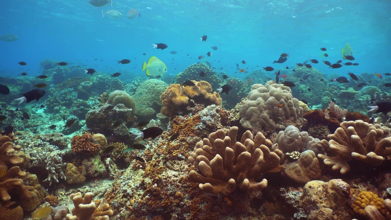 珊瑚礁的海底世界。诗巴丹岛Semporna。马来西亚。视频下载