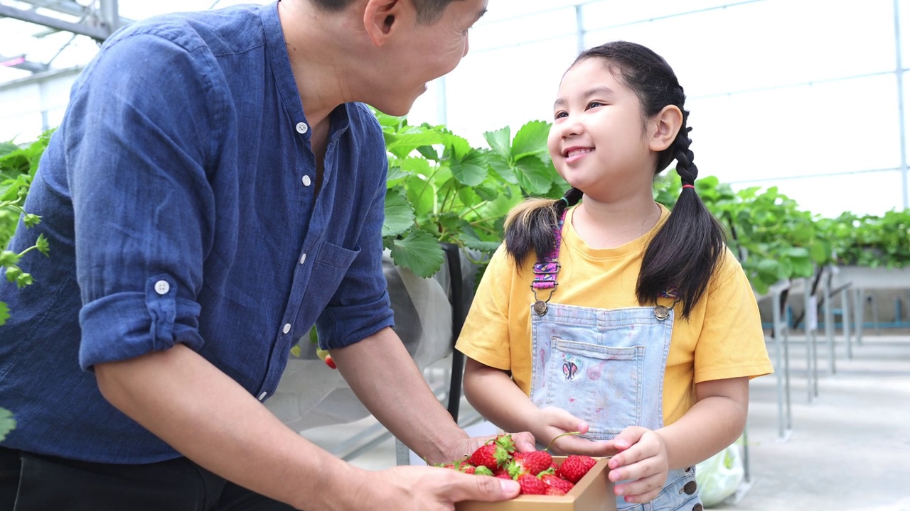一对父女参观一个封闭农场的有机草莓园。一起摘草莓玩得开心。视频下载