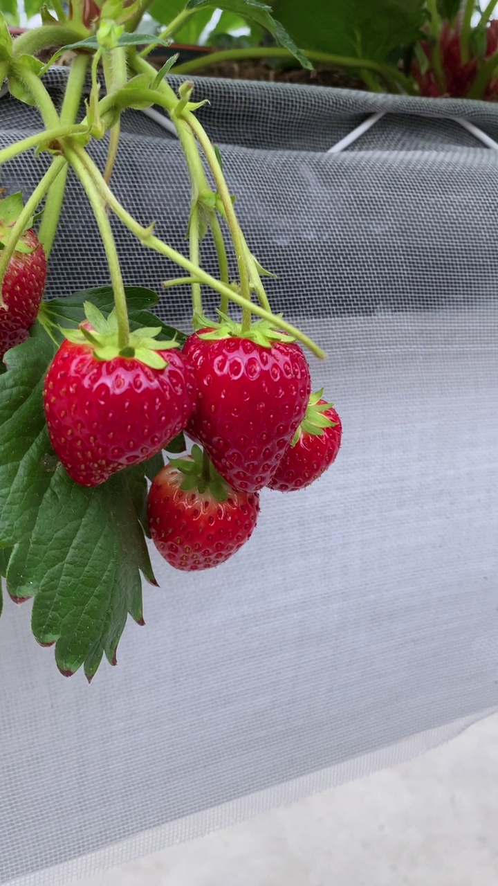 在草莓农场摘草莓的妇女视频下载