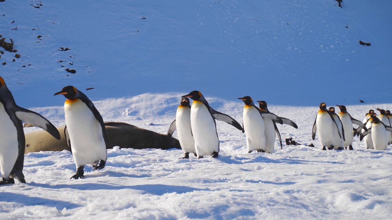 在雪地上走过象海豹的国王企鹅的路线视频下载