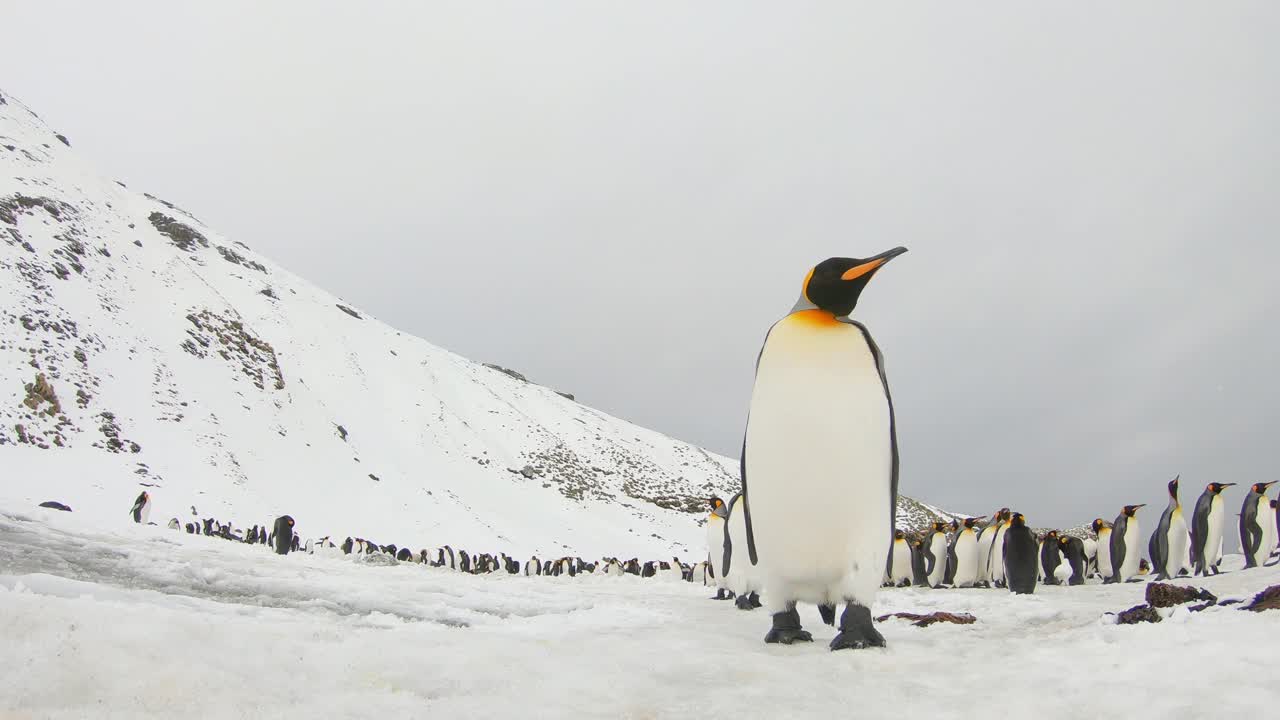 洛杉矶国王企鹅在雪地里走得离摄像机很近，背景是蜂群视频下载