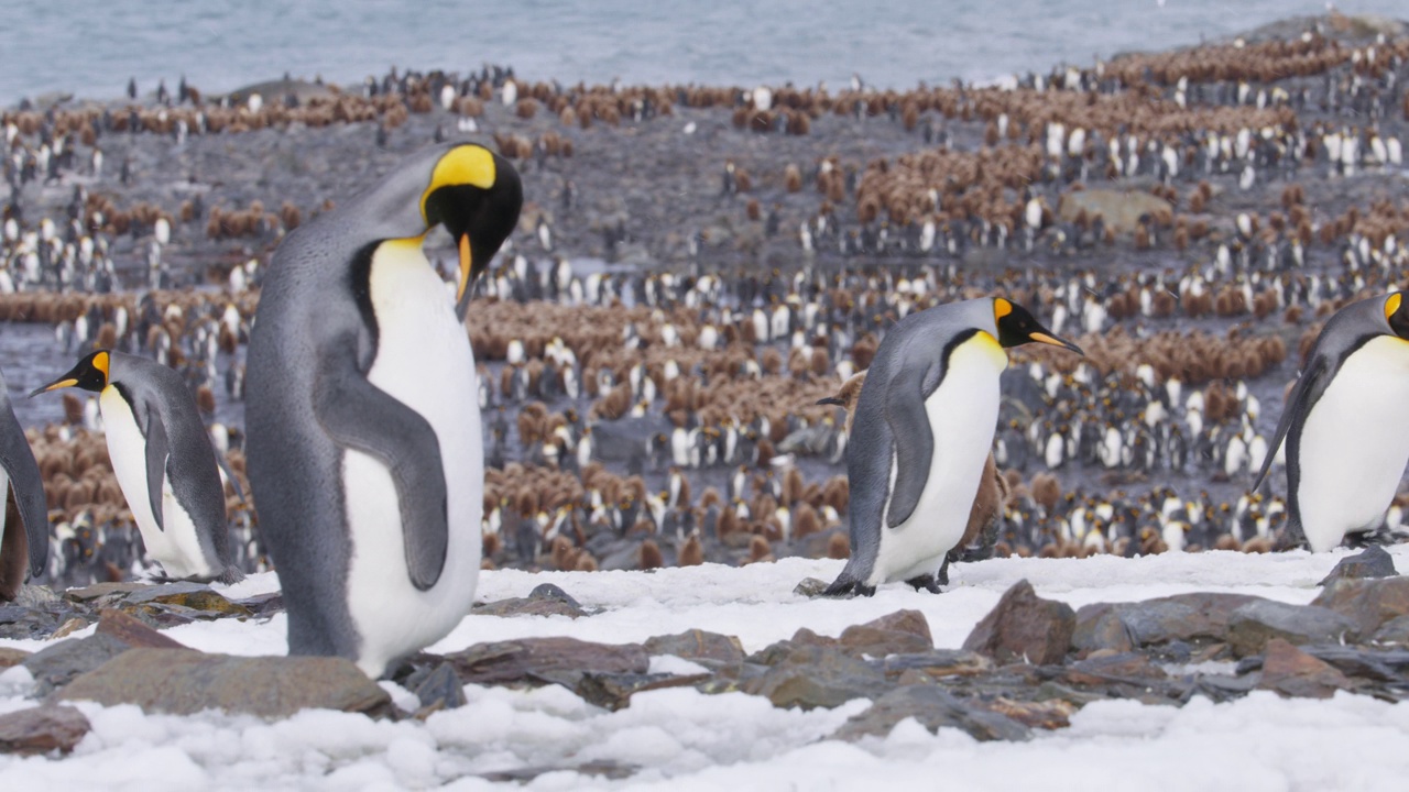 在雪中独行的帝企鹅幼雏走过成年企鹅，背景是企鹅群视频下载