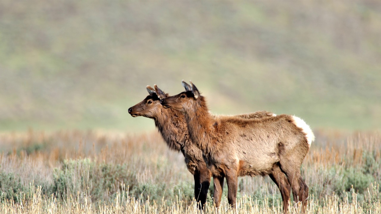 放牧麋鹿，黄石国家公园，怀俄明州视频下载