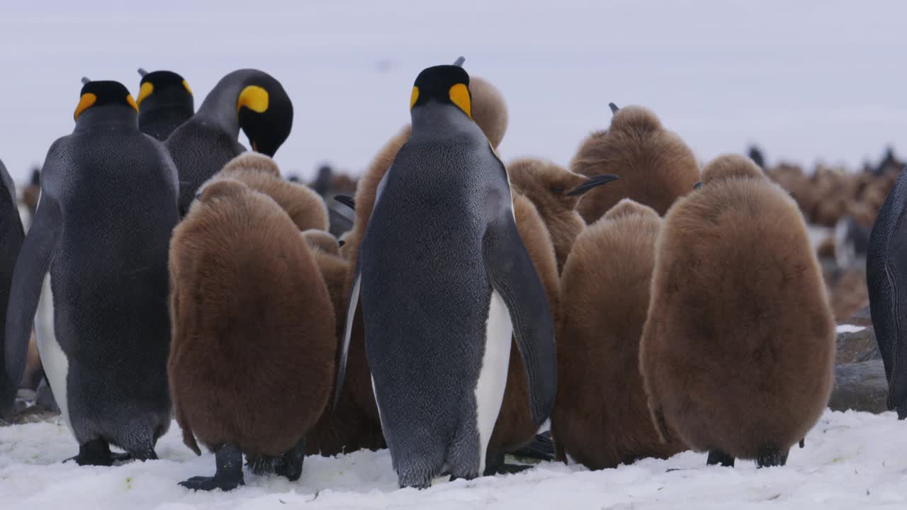 MS后视图企鹅王管教乞讨的小企鹅，背景是繁殖地和大海视频下载