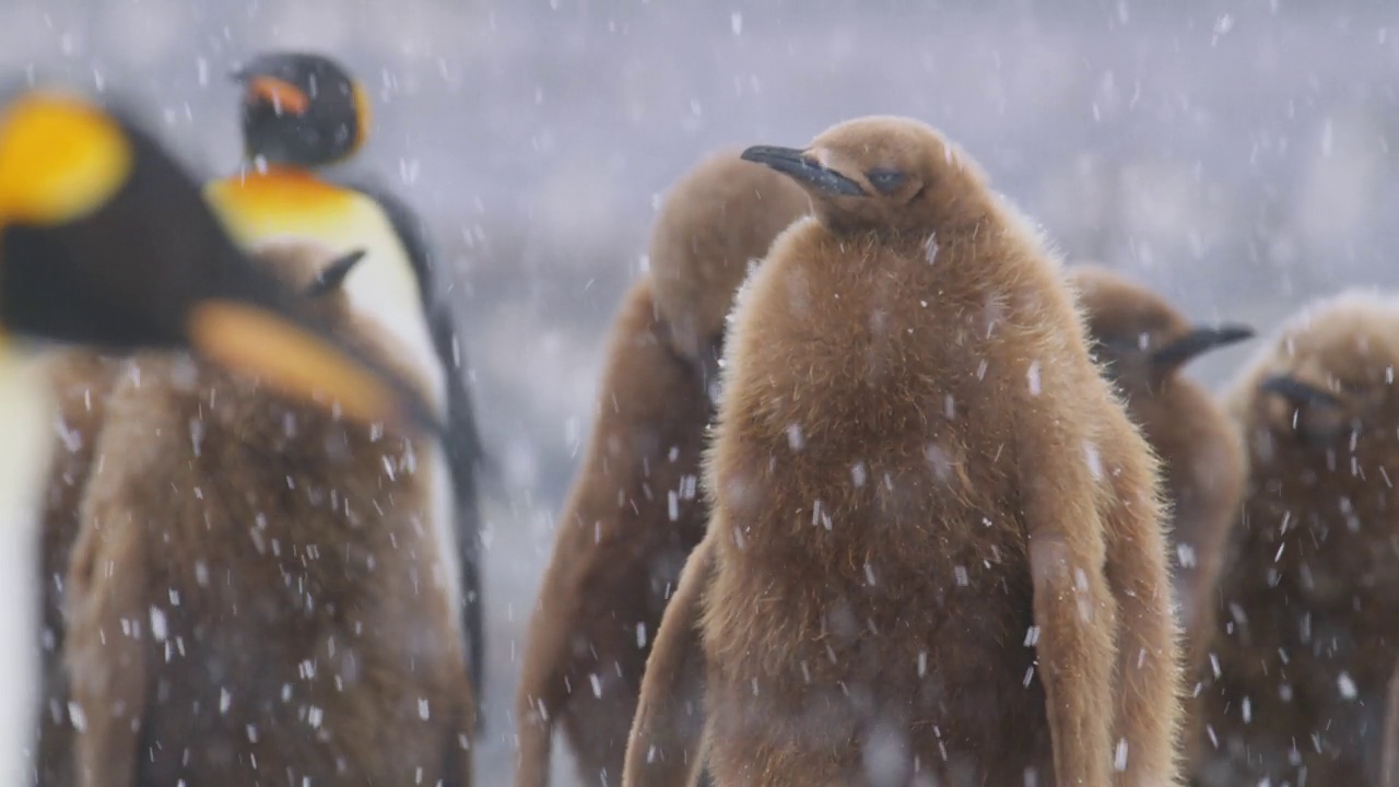 在繁殖地，孤独的帝企鹅幼崽蜷缩在大雪中视频下载