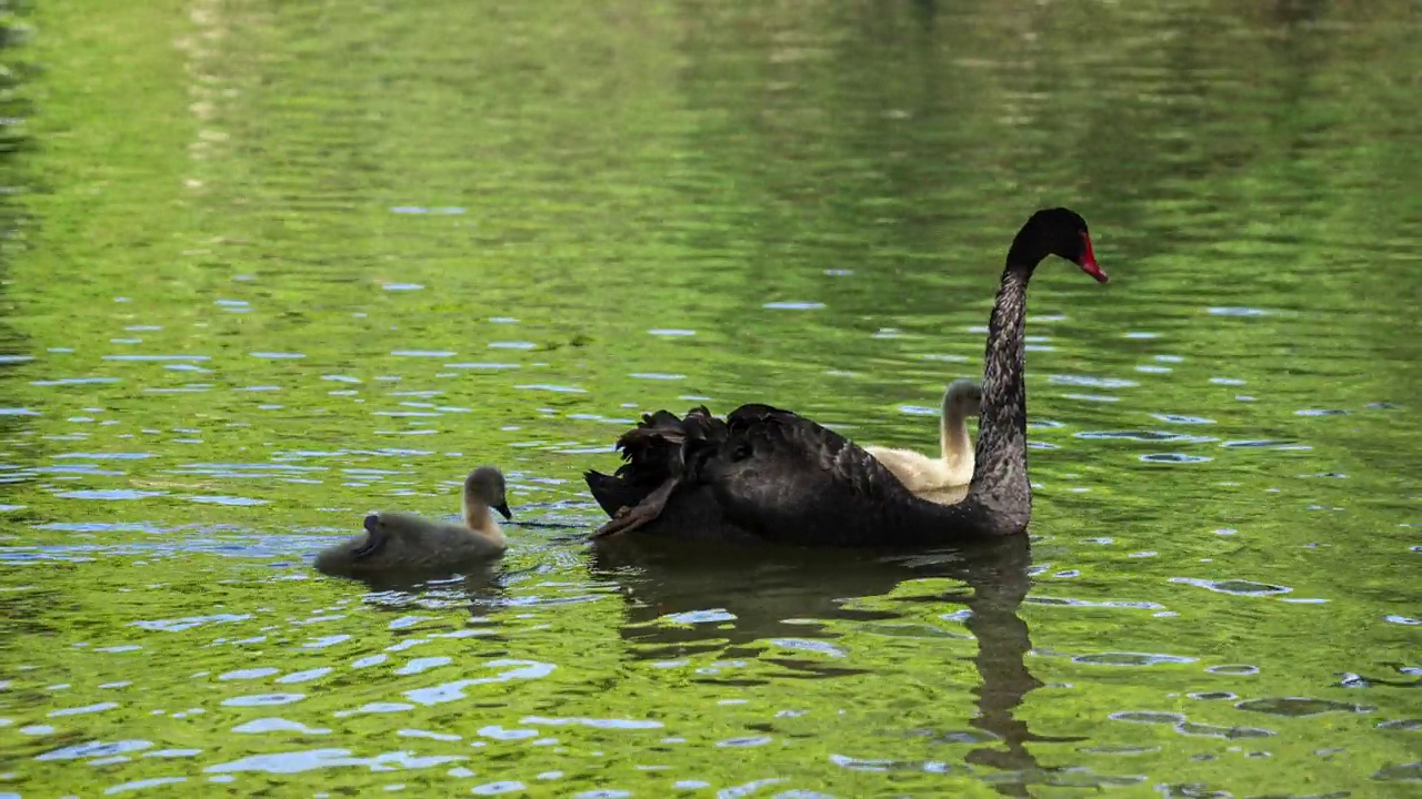 一只黑天鹅妈妈和她的小天鹅宝宝一起游泳。视频下载
