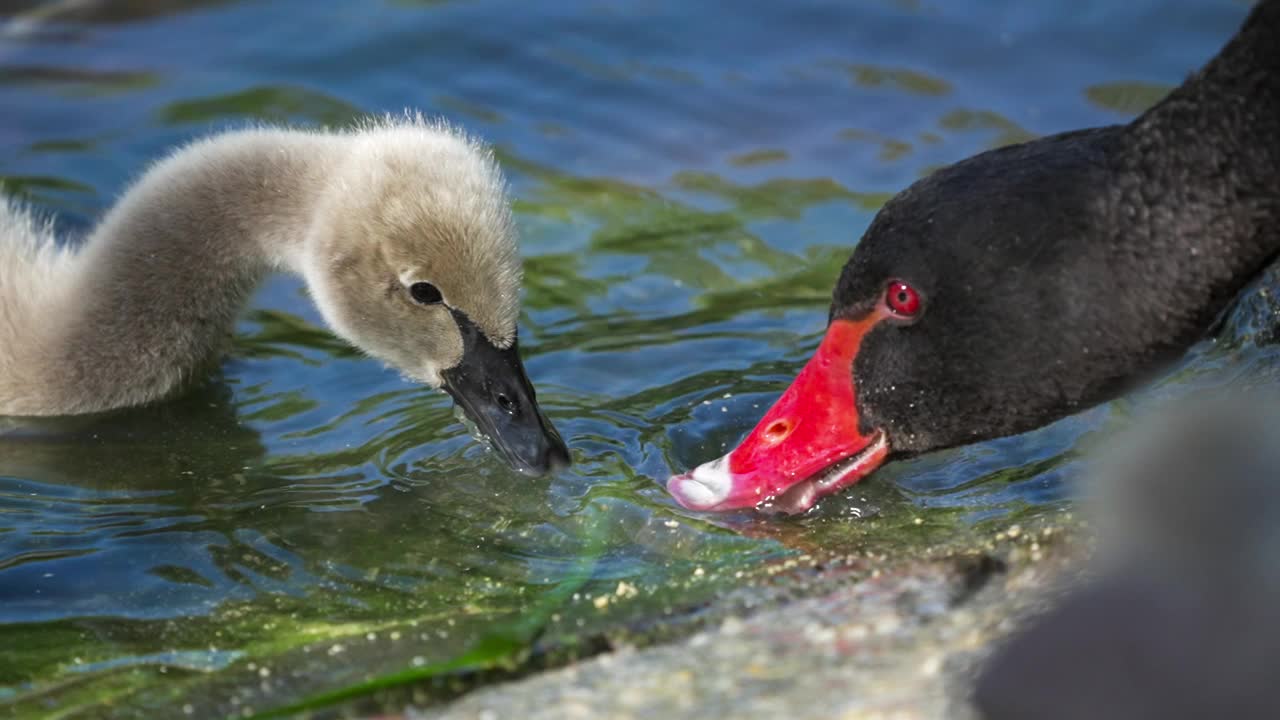 一只黑天鹅妈妈正在教她的小天鹅宝宝觅食。视频下载