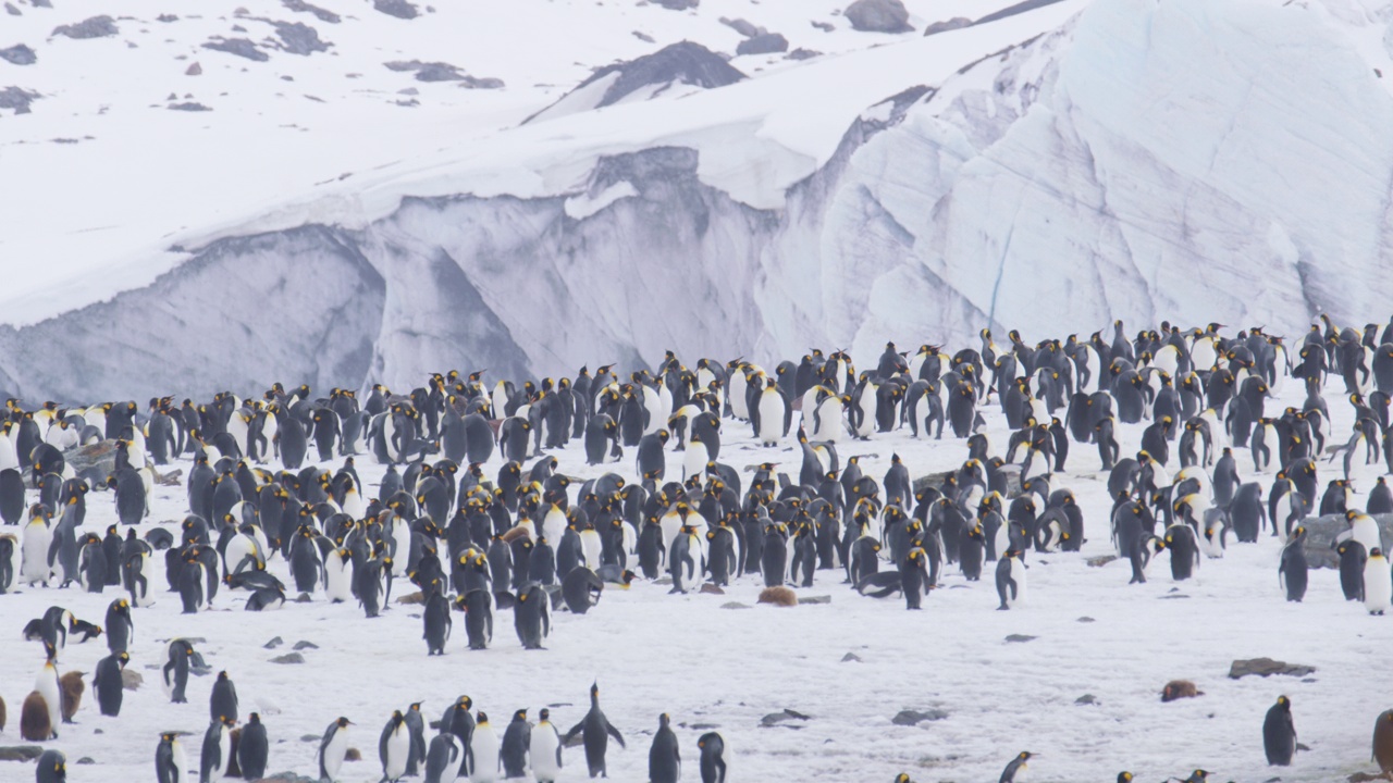 一群帝企鹅站在殖民地，背景是雪山视频下载