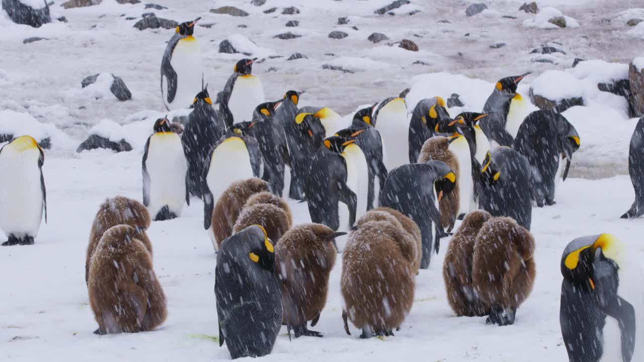 一群小帝企鹅和成年帝企鹅在大雪中蜷缩在一起视频下载