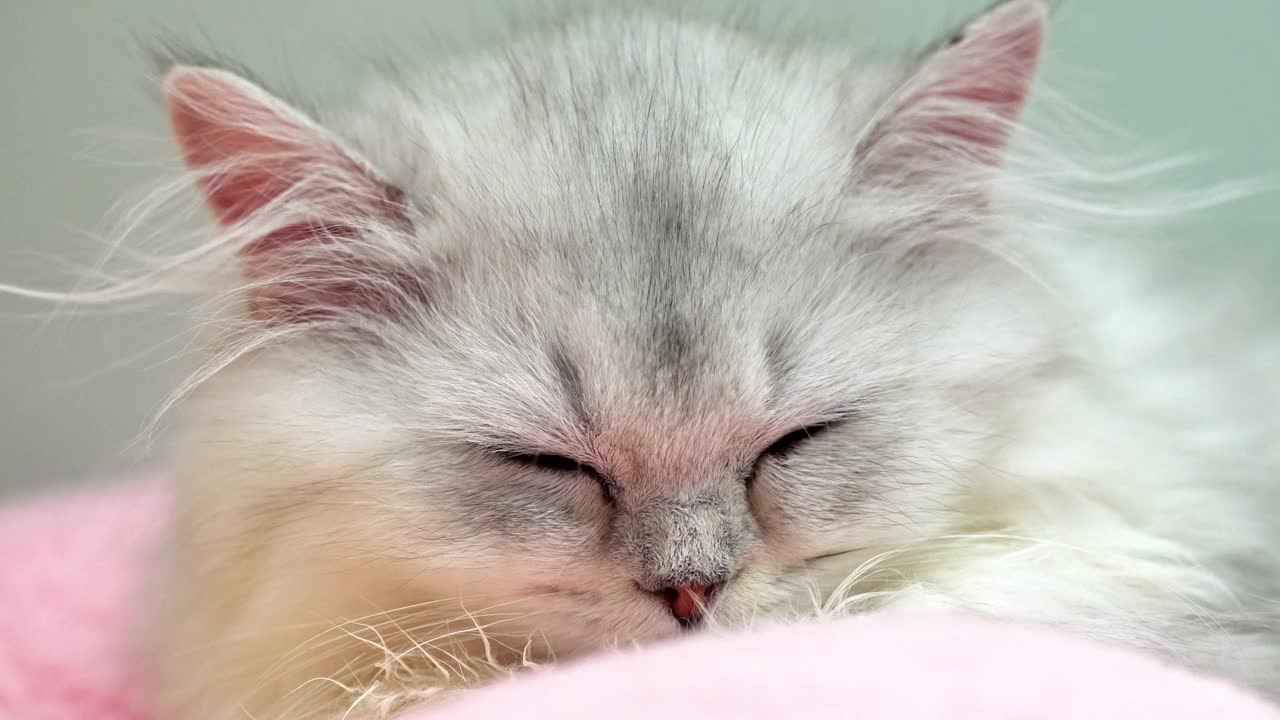 小猫睡得很香，特写。视频下载