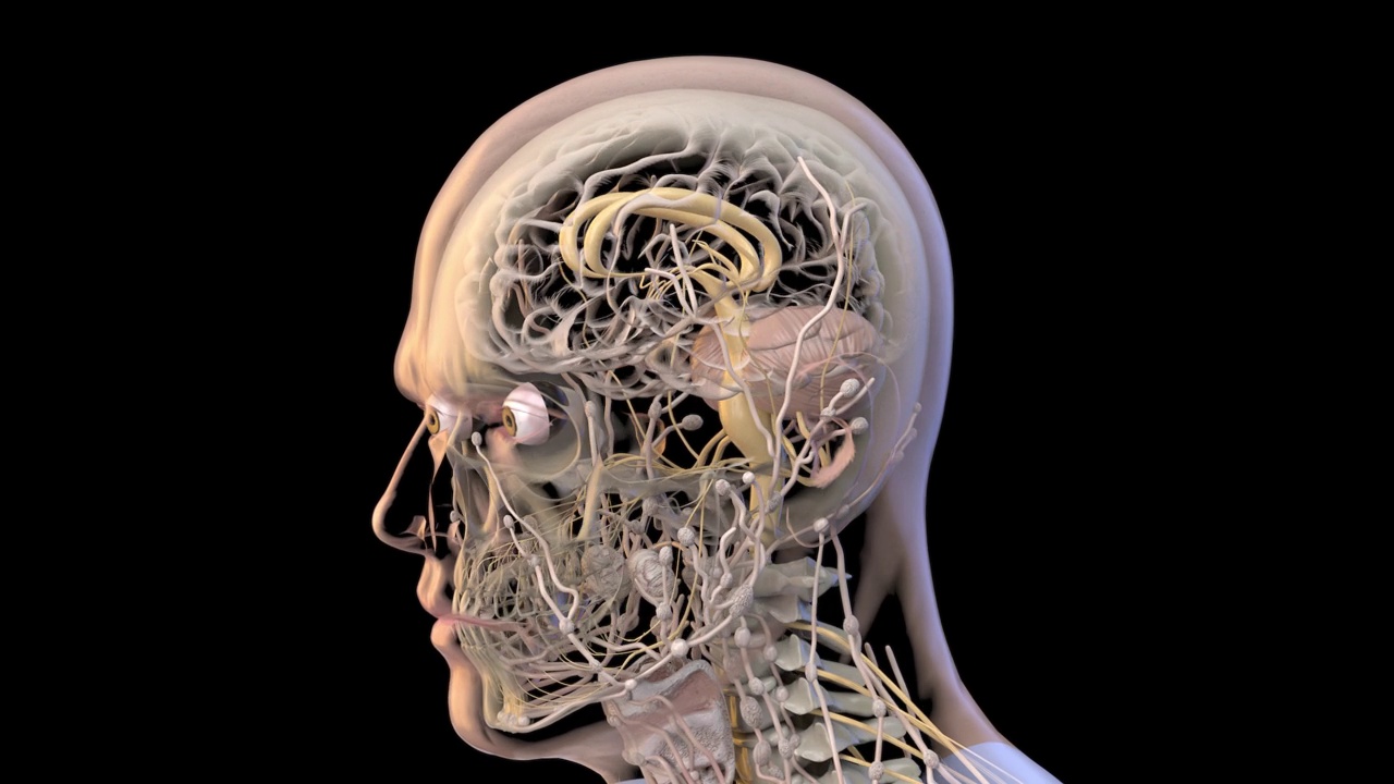 x光侠30:人类头部和头骨的3D医学动画。视频下载
