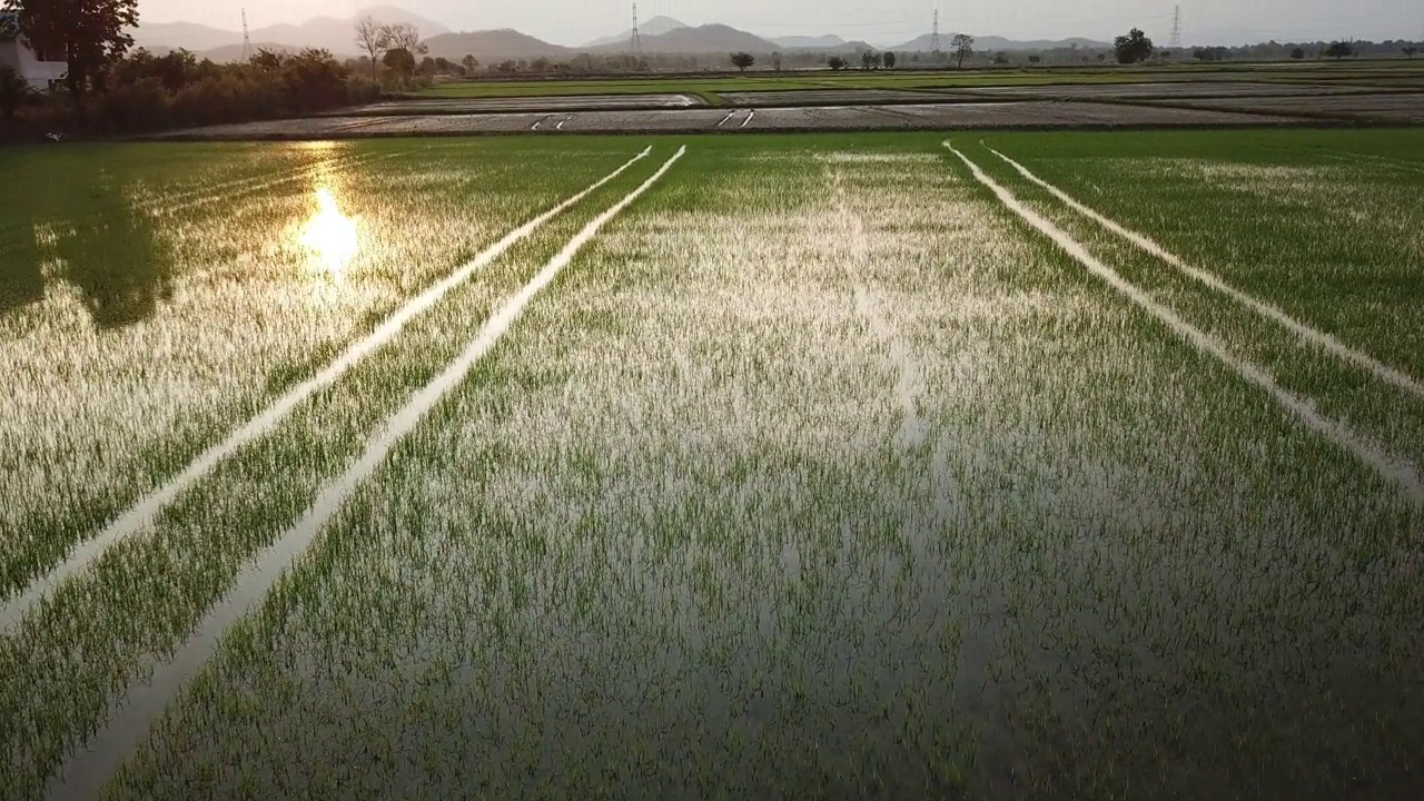 夕阳下的稻田鸟瞰图视频下载