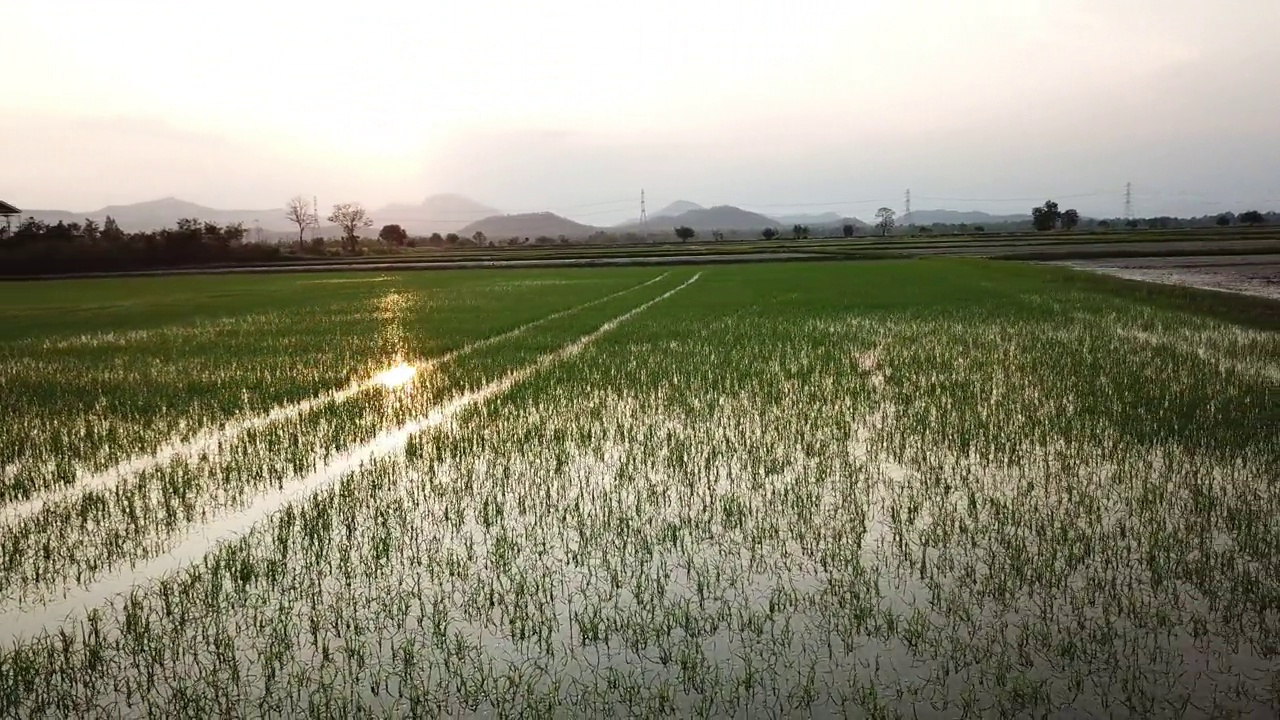 夕阳下的稻田鸟瞰图视频下载