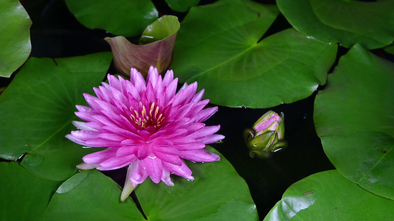 Pink water lily with green leaves blooming in the pond on dark background视频下载